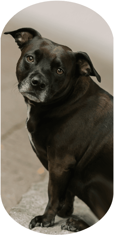 Lulu